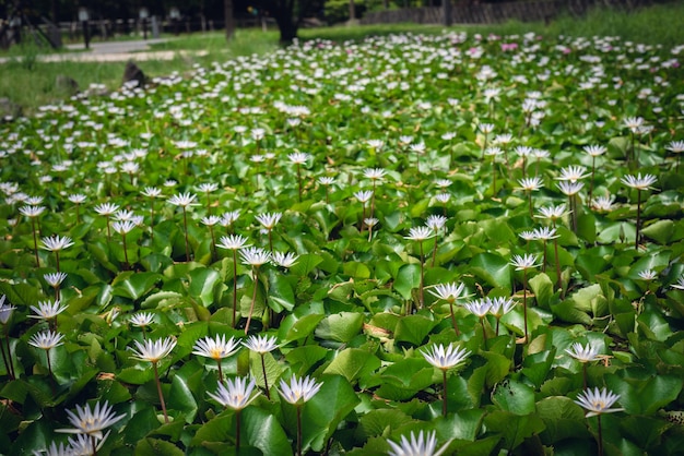 Flor de loto blanco con hojas verdes en la granja