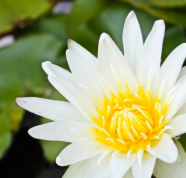 Flor de loto blanco