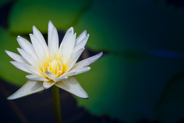 Flor de loto blanco