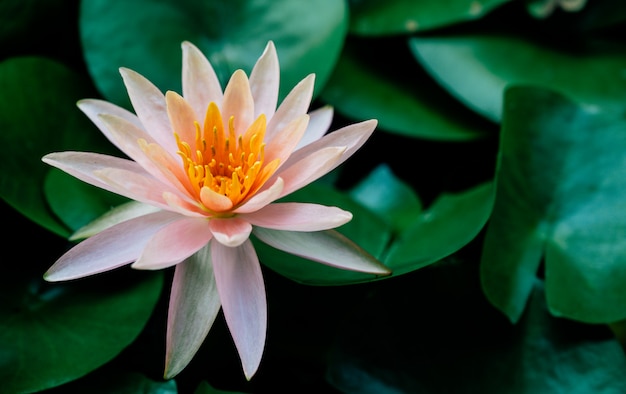 La flor de loto se complementa con los ricos colores de la superficie del agua azul profundo.