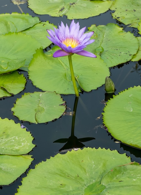 flor de loto en el estanque de la ciudad