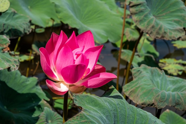 Flor de loto en estanque de loto salvaje con hojas verdes