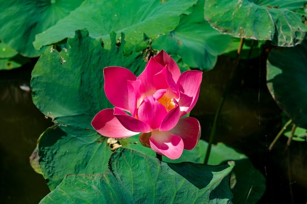 Flor de loto en estanque de loto salvaje con hojas verdes