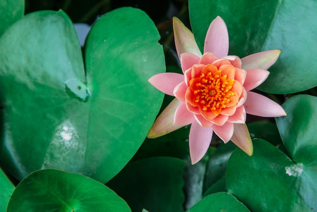 Flor de loto en el estanque.