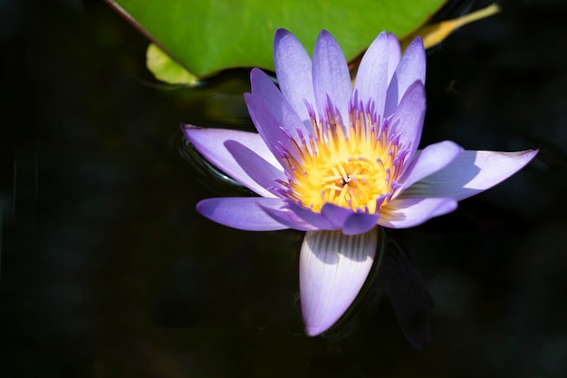 Flor de loto de estilo vintage para el fondo de la naturaleza