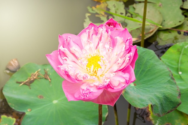 Flor de loto floreciente de cerca con el fondo del lago