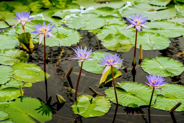 flor de loto floreciente en el jardín botánico