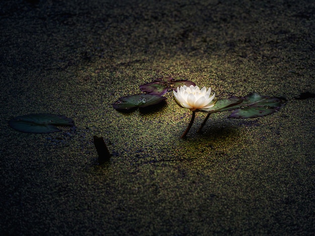 Foto la flor de loto floreció en la noche en el pantano