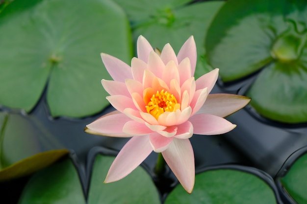 Flor de loto fresca en estanque Hermosa agua rosada