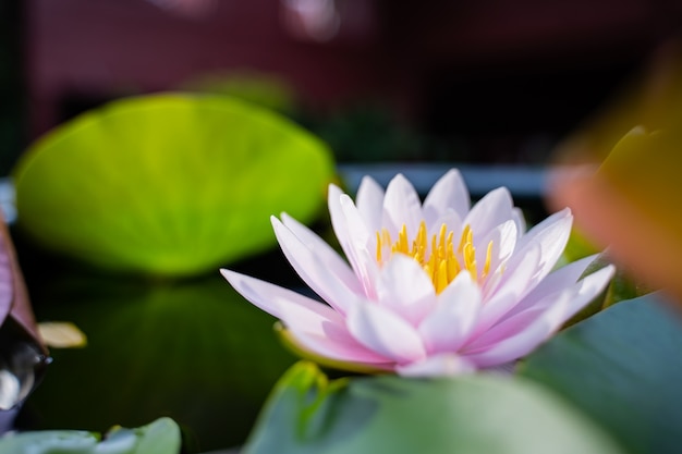 flor de loto hermosa en el agua después de la lluvia en el jardín, concepto de la naturaleza.