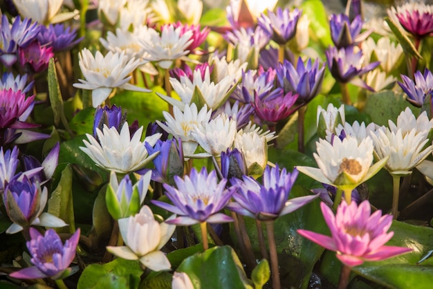 Flor de loto hermosa en la charca, el símbolo de Buda, Tailandia.