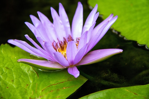 Flor de loto Hermosa