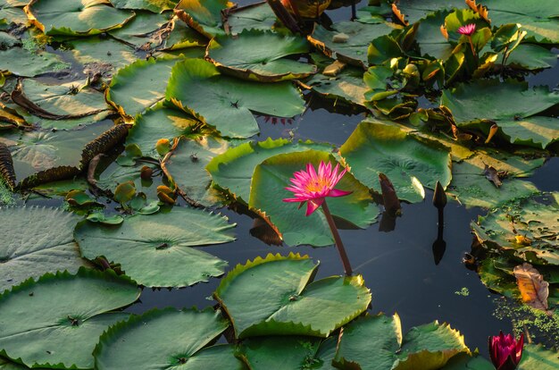 flor de loto con hoja de loto verde