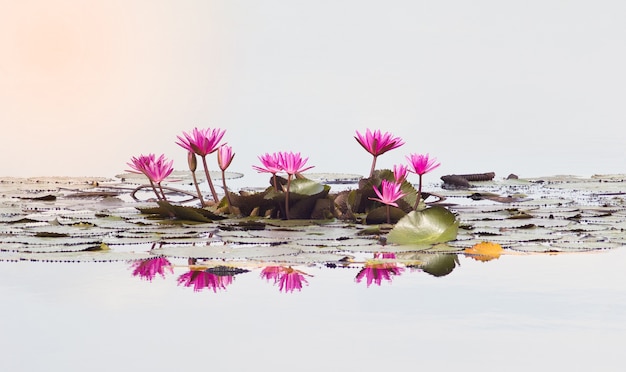 Foto flor de loto con hojas verdes