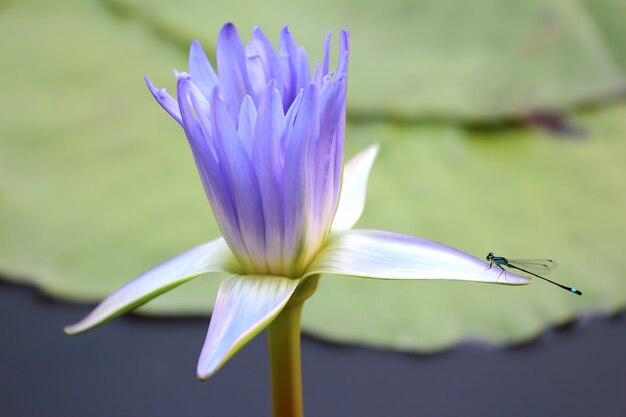 Flor de loto jugosa con closeup de libélula