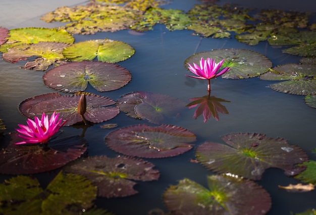 Flor de loto en el lago con luz suave