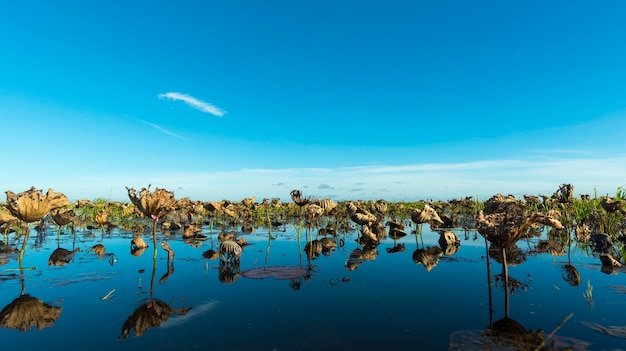 Flor de loto en el lago tropical, Buengboraphet Nakonsawan, Tailandia