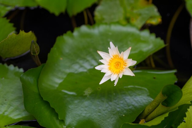 flor de loto en el lago