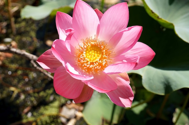 Flor de loto en una llanura aluvial del río Volga en la región de Volgogrado en Rusia