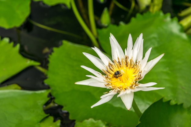 Flor de loto (loto, lirio de agua, nenúfar tropical o Nymphaea nouchali)