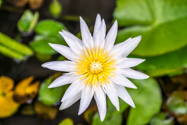 Flor de loto (loto, lirio de agua, nenúfar tropical o Nymphaea nouchali)