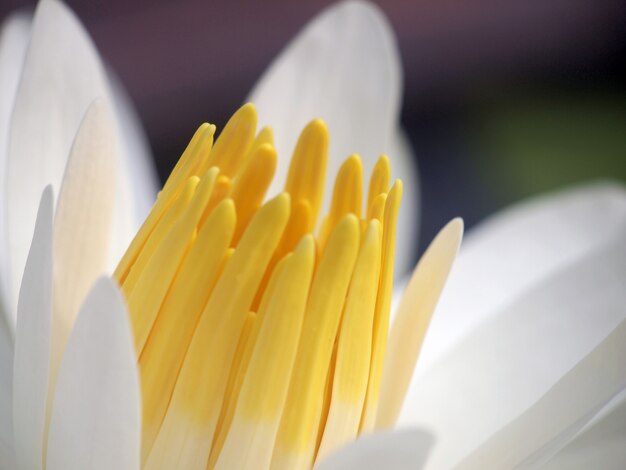 Flor de loto macro