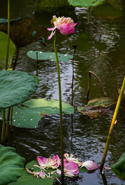 Flor de loto marchita en estanque