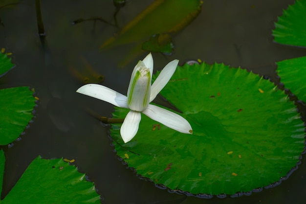 Flor de loto en medio del estanque