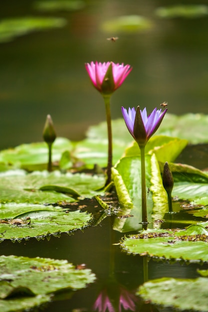 Flor de loto - Nelumbo nucifera