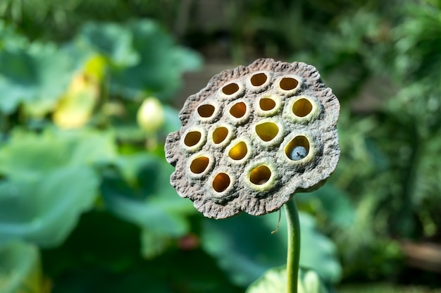 Flor de loto (Nelumbo nucifera)