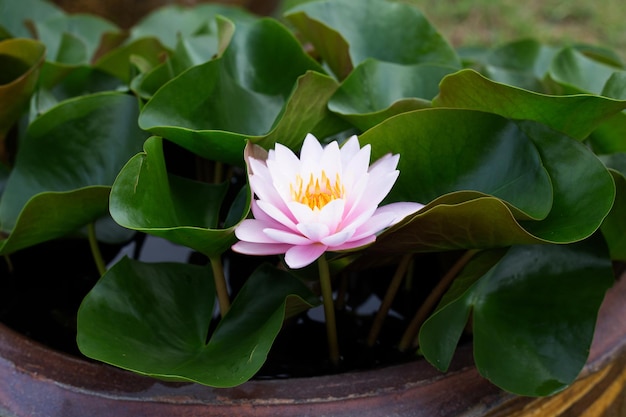 Flor de loto Nymphaea con hojas Hermoso lirio de agua floreciente