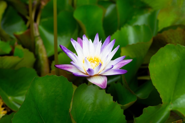 Flor de loto Nymphaea con hojas Hermoso lirio de agua floreciente