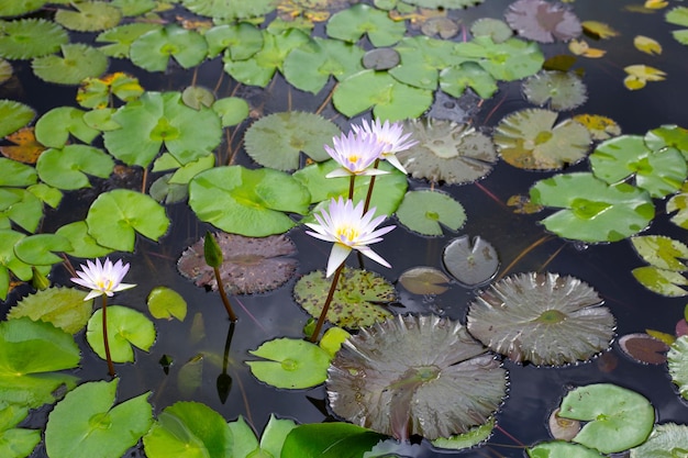 Flor de loto Nymphaea con hojas Hermoso lirio de agua floreciente