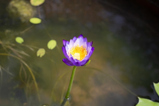 Flor de loto Nymphaea con hojas Hermoso lirio de agua floreciente