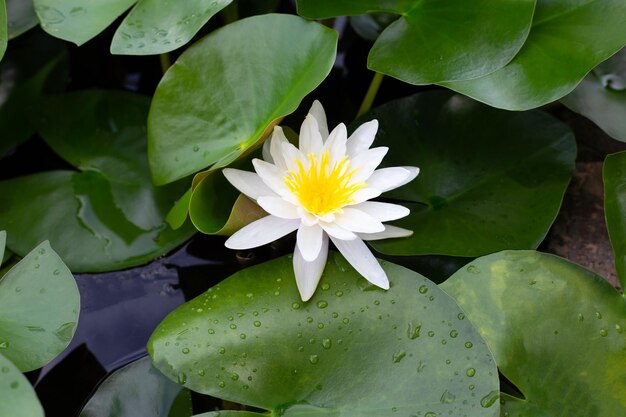 Flor de loto Nymphaea con hojas Hermoso lirio de agua floreciente