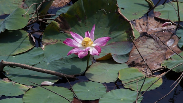 Flor de loto o Nelumbo nucifera que florece en el agua y algunas hojas de loto