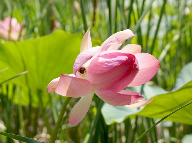 Flor de loto en un pequeño embalse en el territorio de la región de Volgogrado