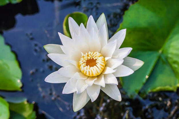 Flor de loto en la piscina