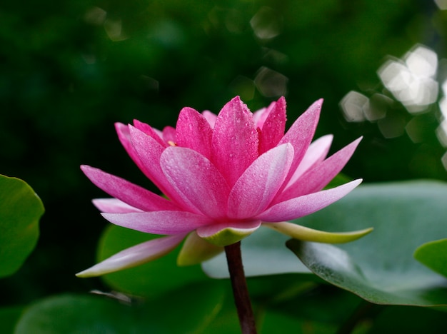 Flor de loto y plantas de flor de loto.