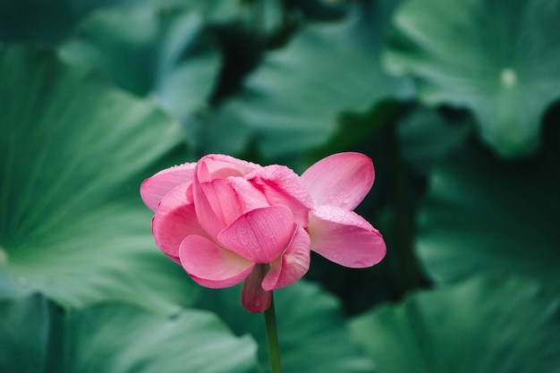 La flor de loto y las plantas de flor de loto