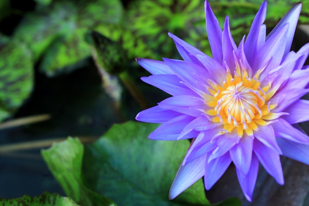 Flor de loto y plantas de flores de loto