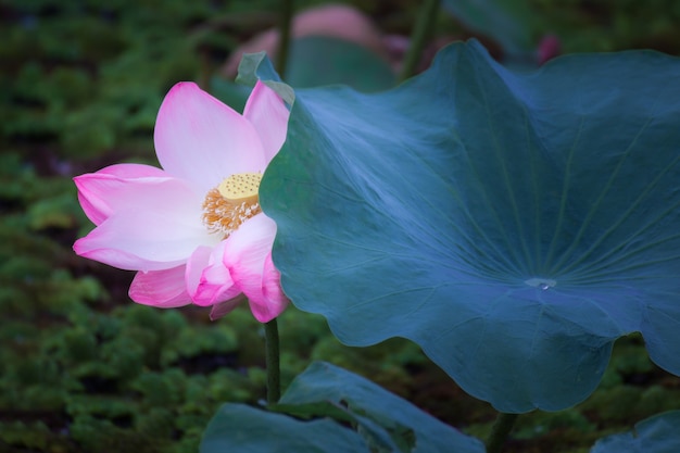 Flor de loto y plantas de flores de loto