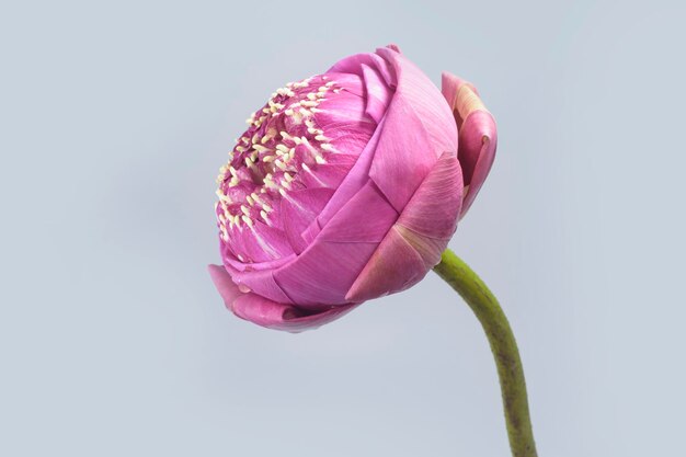 Foto flor de loto plegada rosa con un tallo verde para decoración y religión.