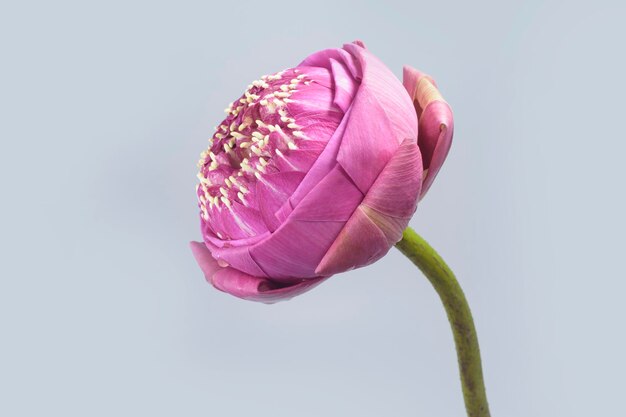 Flor de loto plegada rosa con un tallo verde para decoración y religión.