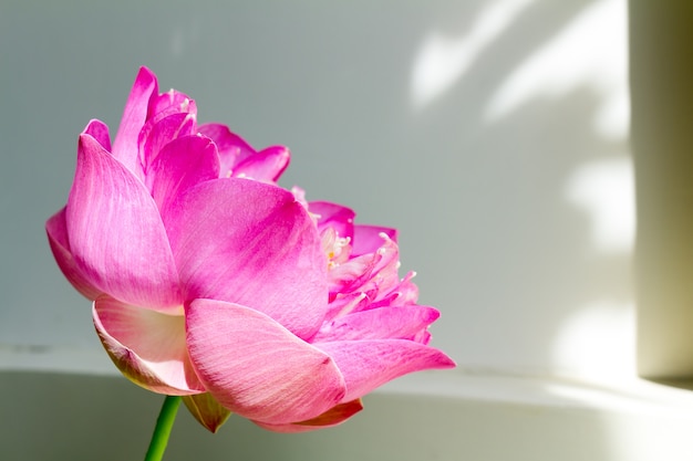 Flor de loto en plena floración