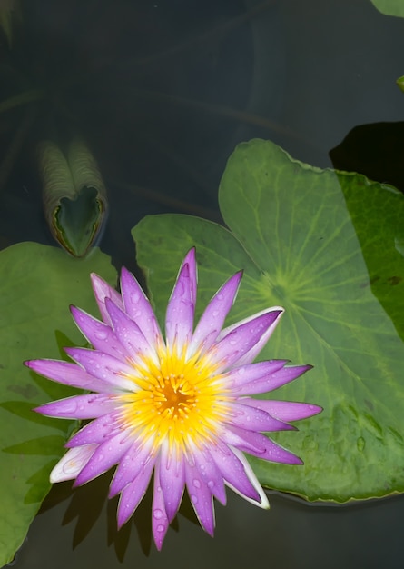 Flor de loto de primer plano