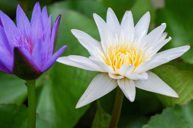 Flor de loto púrpura y blanca que florece en un estanque con hojas verdes alrededor.