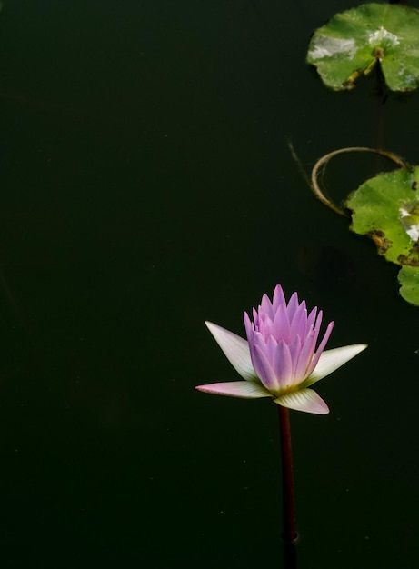 Flor de loto púrpura en el estanque al aire libre imagen