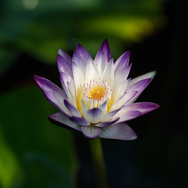 Una flor de loto púrpura floreciente.