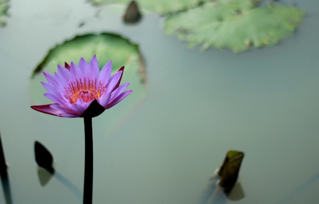 Flor de loto púrpura fresca